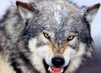Российский "умный" бронеавтомобиль "Волк" проходит последние испытания