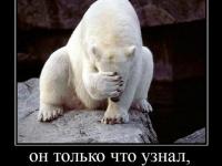 Настоящие Белые медведи классные парни ))