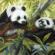 картина- панды в зарослях бамбука.